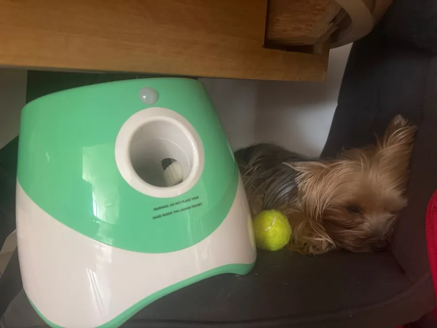 Le lanceur vert menthe posé au sol, un yorkshire couché juste derrière